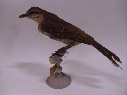 Moqueur plombé (Mimus saturninus modulator)...