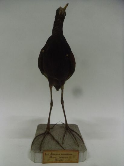 Jacana noir (Jacana jacana) (NR) : spécimen...