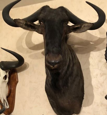 Gnou bleu (Connochaetes taurinus) (CH) :...