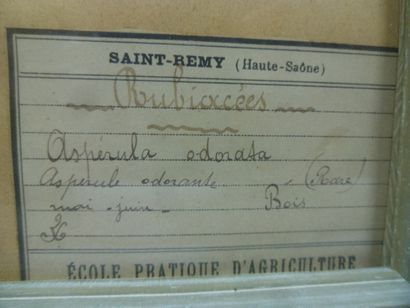 Un cadre vitré contenant une planche d'herbier...