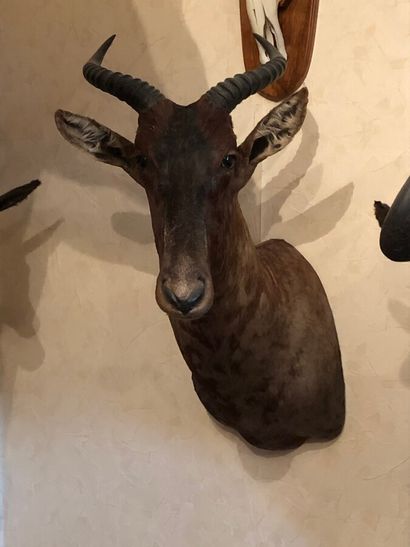 Damalisque sassaby (Damaliscus lunatus) (CH)...