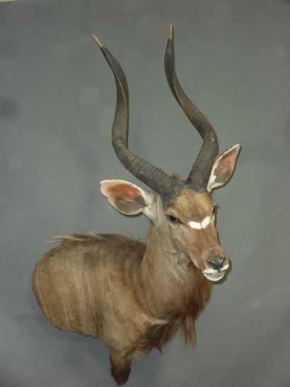 Nyala (Tragelaphus angasi) (CH) : tête en...