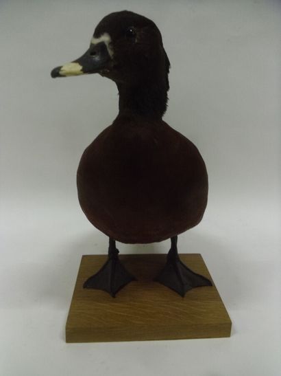 Canard de Hartlaub (Pteronetta hartlaubii)...