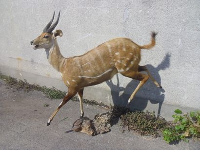 Guib harnaché (Tragelaphus scriptus) (CH)...