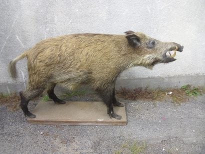 Sanglier d'Europe (Sus scrofa) (CH) : spécimen...