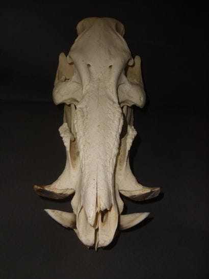 Potamochère d'Afrique (Potamochoerus porcus)...