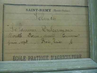 Un cadre vitré contenant une planche d'herbier...