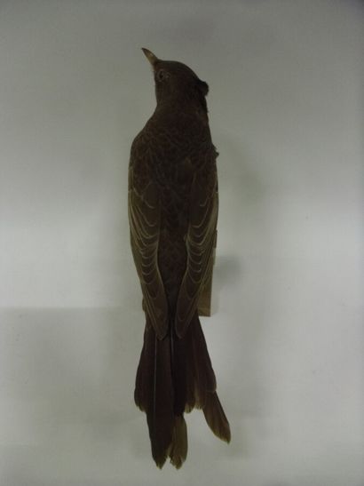 Merle à plastron (Turdus torquatus) (CE)...