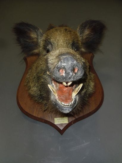 Sanglier d'Europe (Sus scrofa) (CH) : tête...