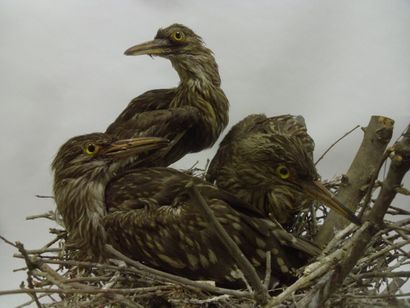 Bihoreau gris (Nycticorax nycticorax) (CE)...