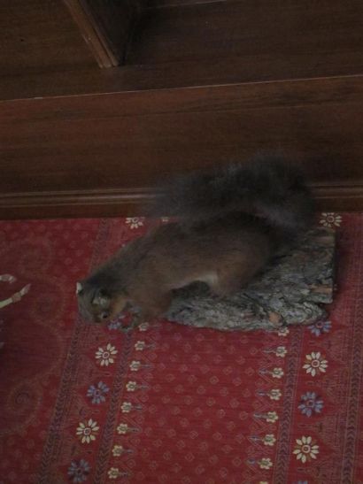 Ecureuil roux (Sciurus vulgaris) (CE) : spécimen...
