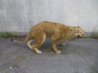 Lion d'Afrique (Panthera leo) (II/B) pré-convention...