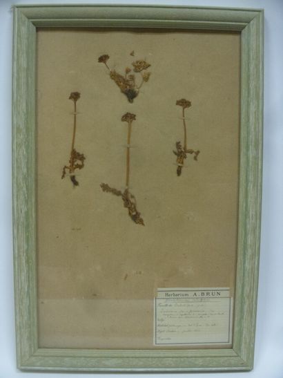 Un cadre vitré contenant une planche d'herbier...