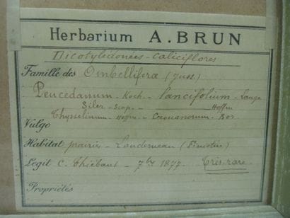 Un cadre vitré contenant une planche d'herbier...