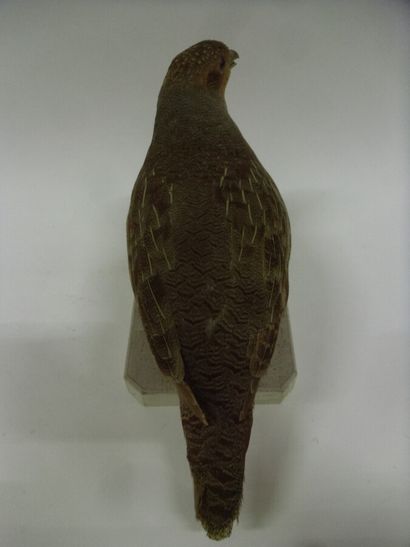 Perdrix grise (Perdix perdix) (CH) : spécimen...