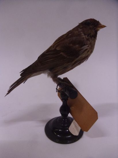 Sizerin flammé (Acanthis flammea) (CE) :...