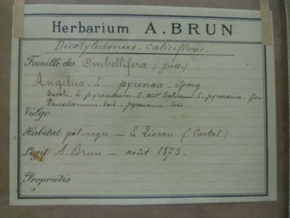 Un cadre vitré contenant une planche d'herbier...