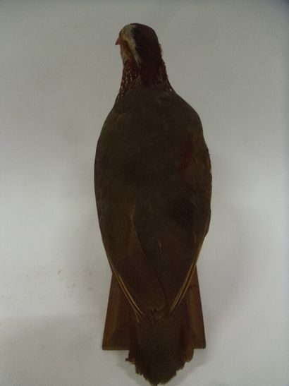 Perdrix gambra (Alectoris barbara) (CH-CE)...