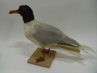 Mouette mélanocéphale (Larus melanocephalus)...