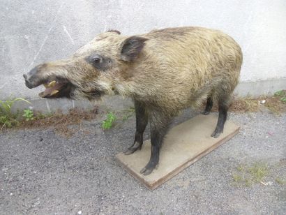 Sanglier d'Europe (Sus scrofa) (CH) : spécimen...