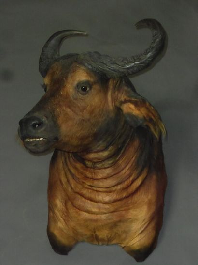 Buffle de savane (Syncerus caffer brachyceros)...