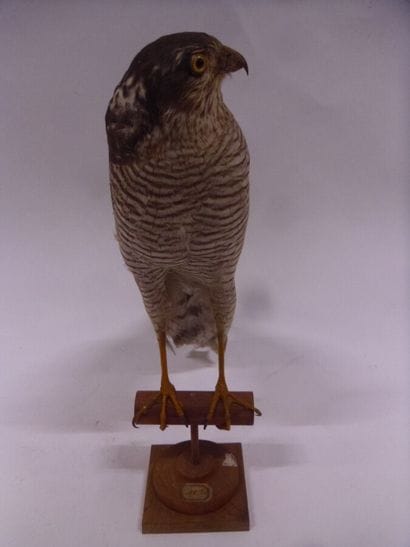 Epervier d'Europe (Accipiter nisus) (II/A-CE)...