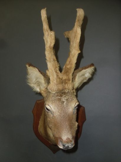 Chevreuil d'Europe (Capreolus capreolus)...