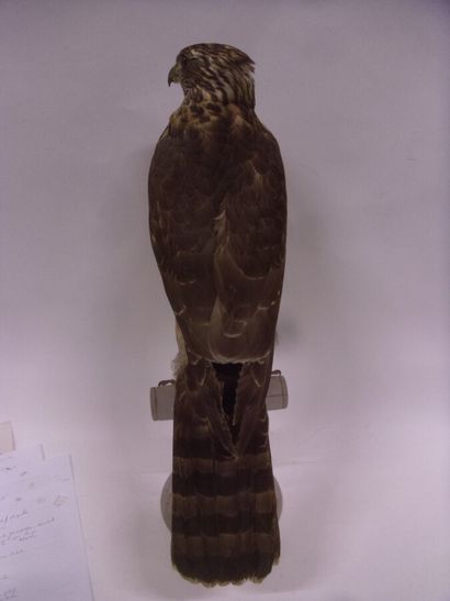 Autour des palombes (Accipiter gentilis)...