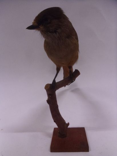 Mésangeai imitateur (Perisoreus infaustus)...
