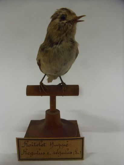 Roitelet huppé (Regulus regulus) (CE) : spécimen...