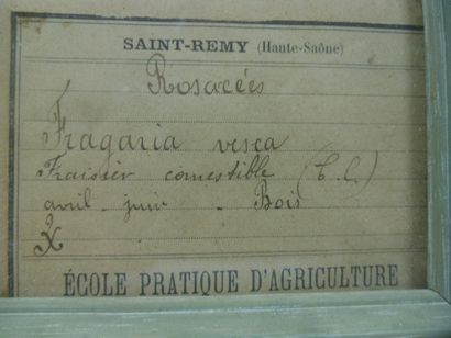 Un cadre vitré contenant une planche d'herbier...