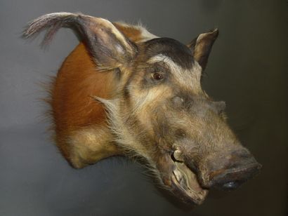 Potamochère d'Afrique (Potamochoerus porcus)...