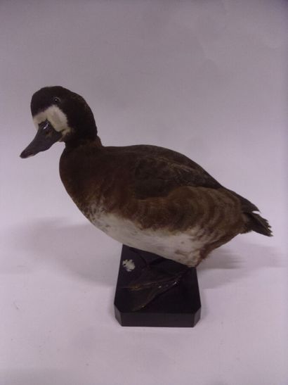 Fuligule milouinan (Aythya marila) (CH) :...