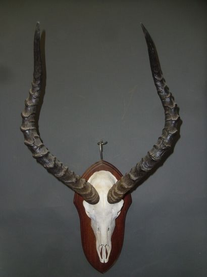 Impala (Aepyceros melampus) (CH) : massacre...