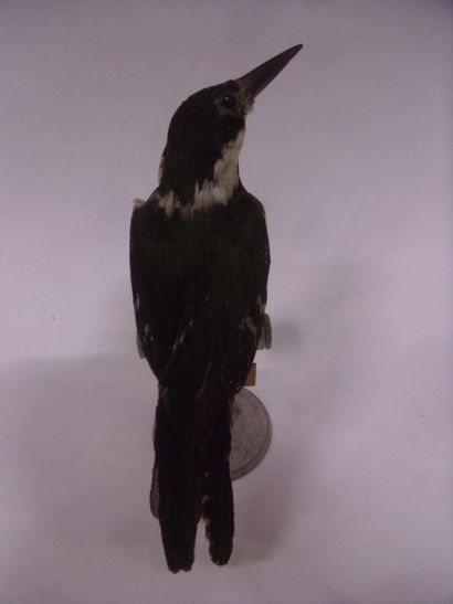 Martin-pêcheur vert (Chloroceryle americana)...