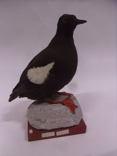 Guillemot à miroir (Cepphus grylle) (CE)...
