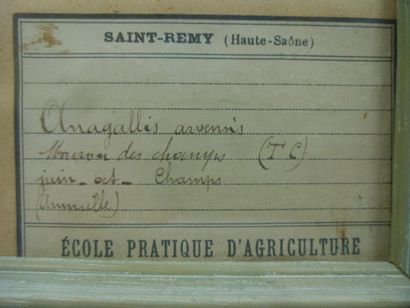 Un cadre vitré contenant une planche d'herbier...