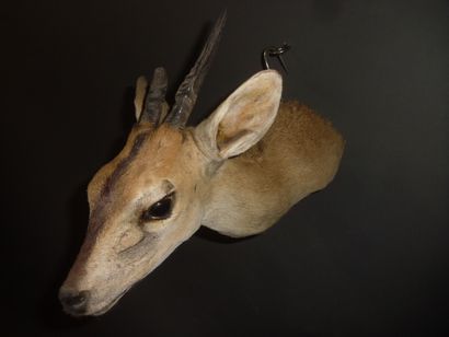 Céphalophe de Grimm de l'ouest (Sylvicapra...
