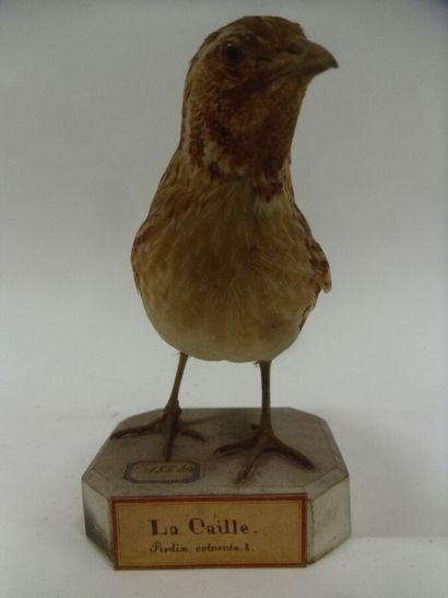 Caille des blés (Coturnix coturnix) (CH)...