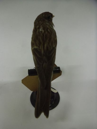 Sizerin flammé (Acanthis flammea) (CE) :...