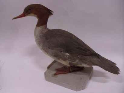 Harle bièvre (Mergus merganser) (CE) : spécimen...