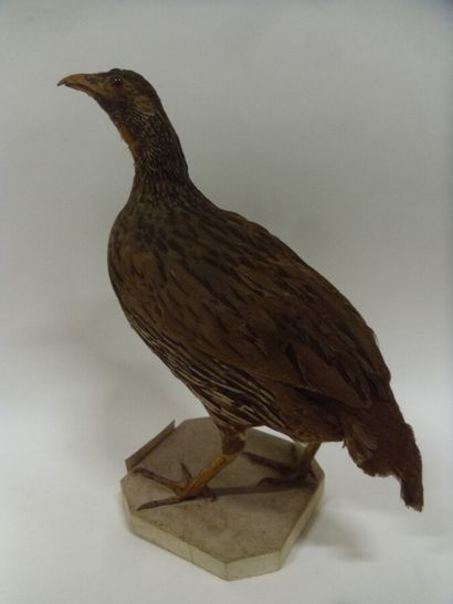 Francolin à gorge rouge (Pternistis afer)...