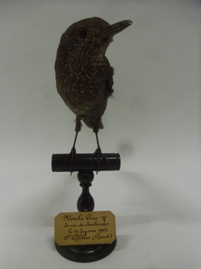 Merle bleu (Monticola solitarius) (CE) :...