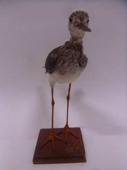 Grand chevalier à pattes jaunes (Tringa melanoleuca)...