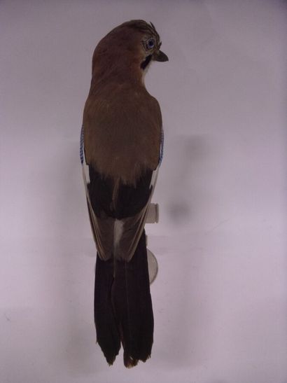 Geai des chênes (Garrulus glandarius) (CH)...