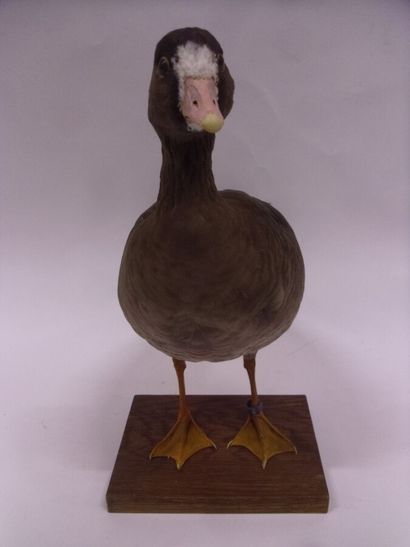 Oie naine (Anser erythropus) (CE) bagué :...