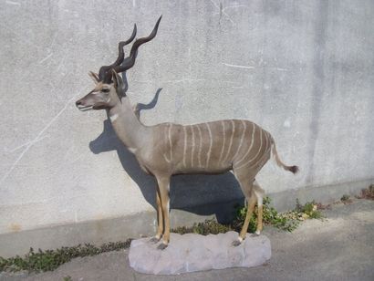 Petit koudou (Tragelaphus imberbis)(CH) :...