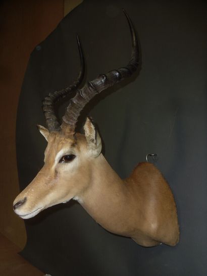 Impala (Aepyceros melampus) (CH) : tête en...