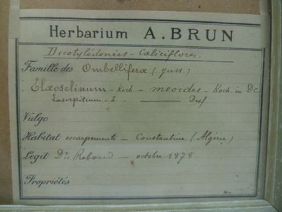 Un cadre vitré contenant une planche d'herbier...