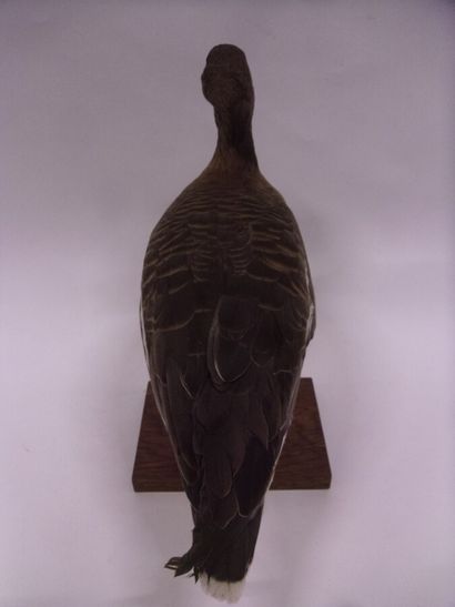 Oie naine (Anser erythropus) (CE) bagué :...